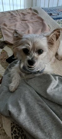 Biscuit - Photo 5