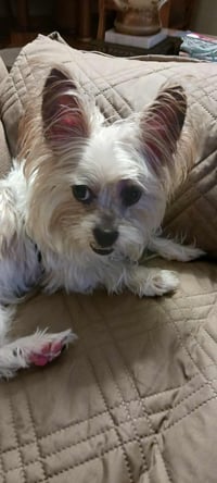 Biscuit - Photo 6