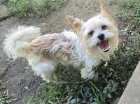Biscuit - Photo 9