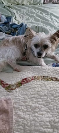 Biscuit - Photo 4
