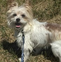 Biscuit - Photo 12