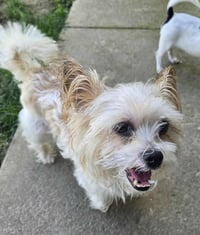 Biscuit - Photo 10