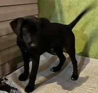 Sapling Pups - Willow - Photo 2