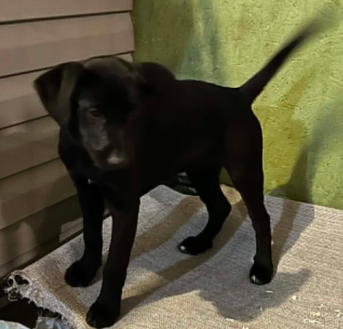 SAPLING PUPS - WILLOW - Spaniel available for adoption