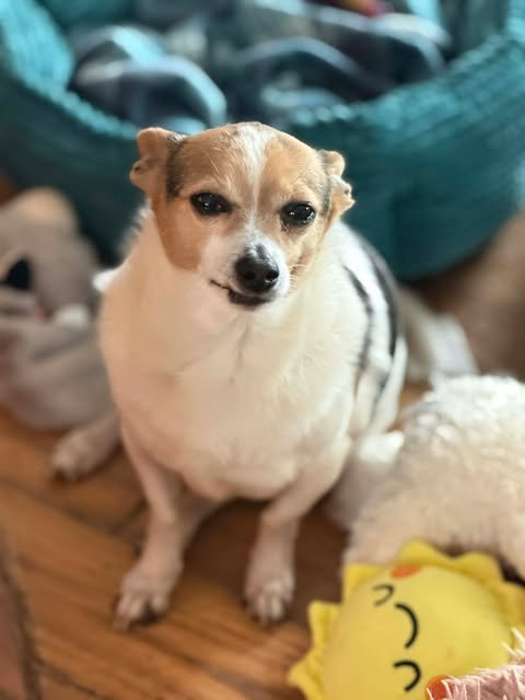 SAMPSON *FTA* - Jack Russell Terrier available for adoption
