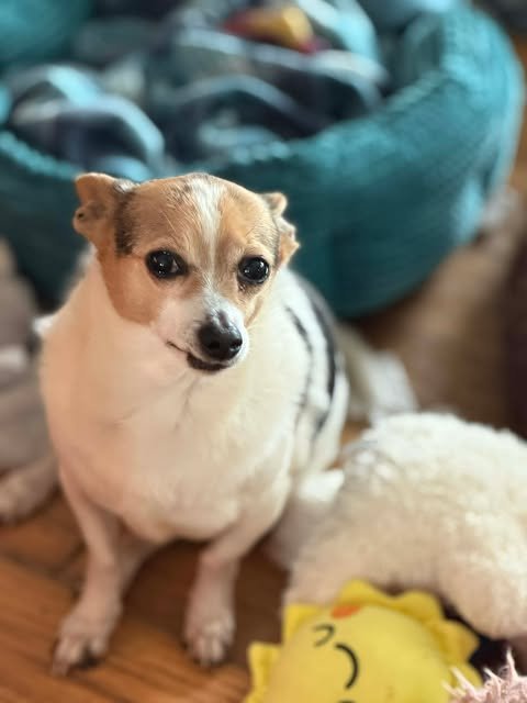 SAMPSON *FTA* - Jack Russell Terrier available for adoption