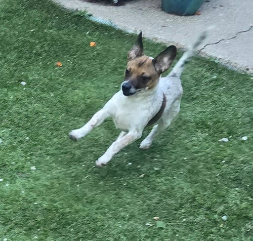 QUINN - Beagle / Basset Hound available for adoption