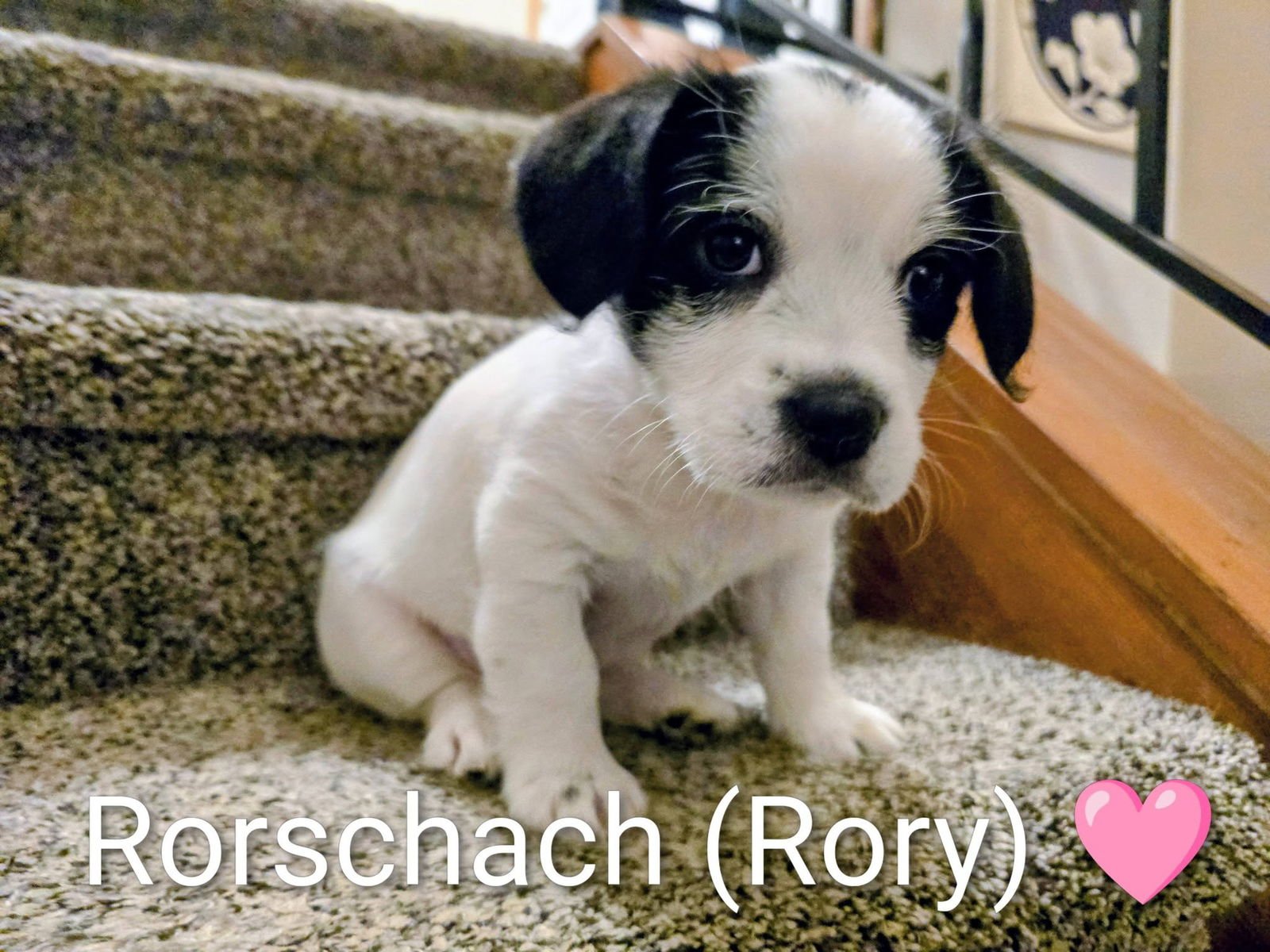 PIPPIN'S PUPPIES - RORSCHACH (RORY) - Corgi / Shih Tzu available for adoption