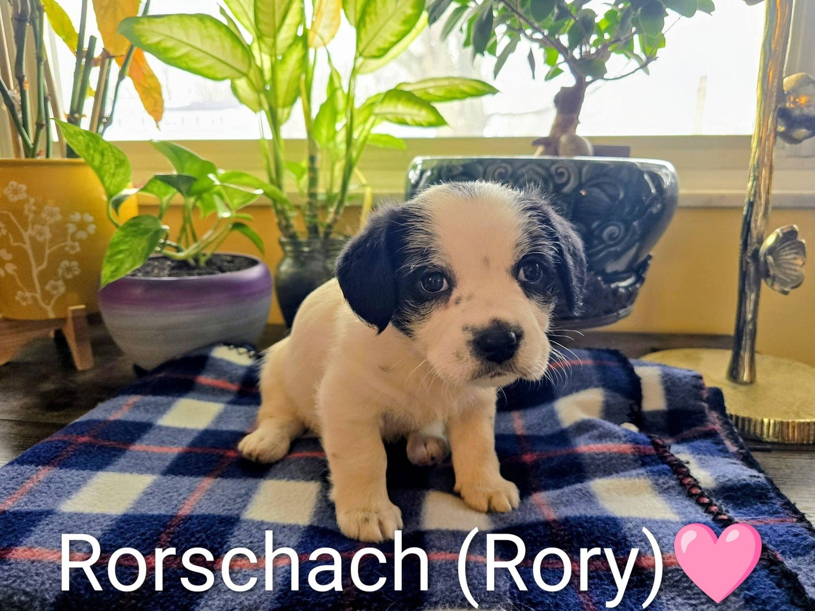 PIPPIN'S PUPPIES - RORSCHACH (RORY) - Corgi / Shih Tzu available for adoption