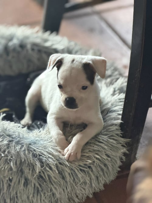 SWEET TREAT PUPS - WHIMZEE - Chihuahua / Corgi available for adoption