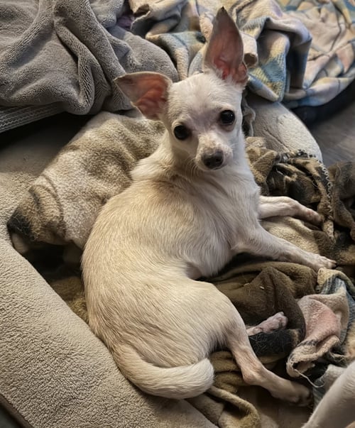 SHY - Chihuahua available for adoption