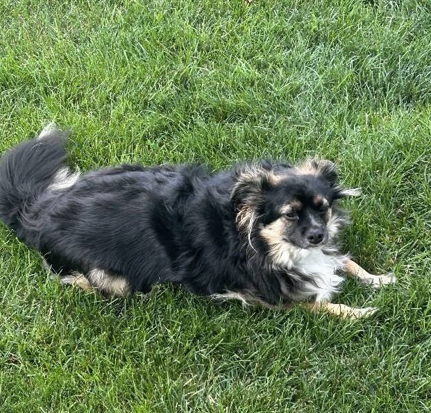 Benji *FTA* - Photo 3