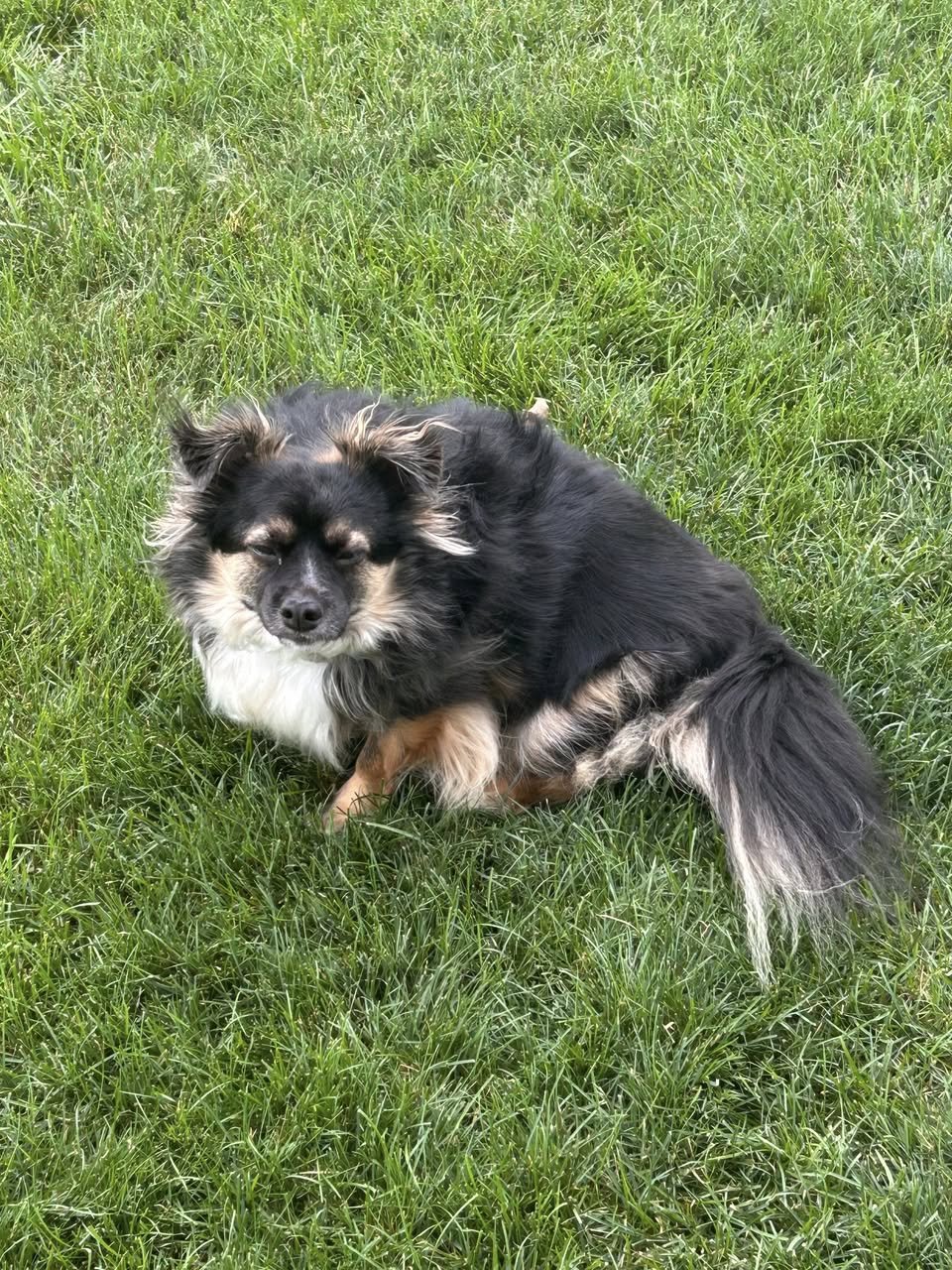 Benji *FTA* - Photo 4