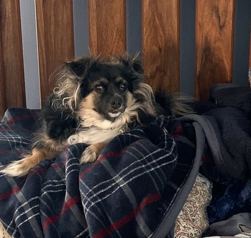 BENJI *FTA* - Pomeranian / Terrier available for adoption
