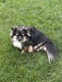 Benji *FTA* - Photo 4
