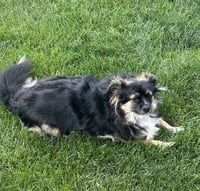 Benji *FTA* - Photo 3