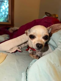 Poppy - Photo 7