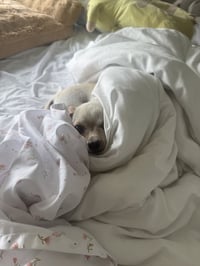 Poppy - Photo 4