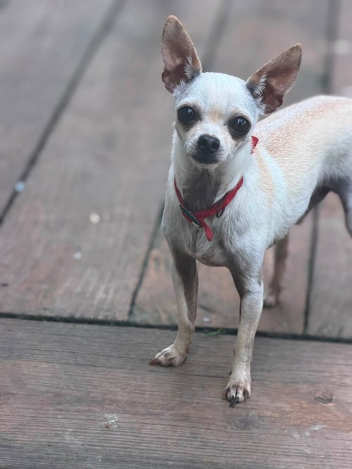 POPPY - Chihuahua available for adoption