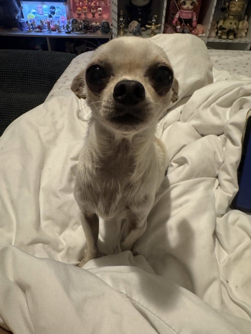 POPPY - Chihuahua available for adoption