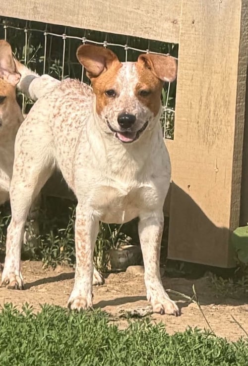 EUNICE - Beagle / Basset Hound available for adoption