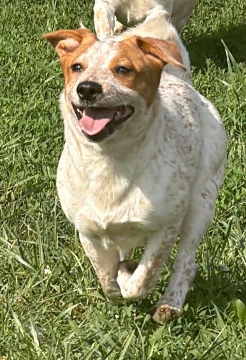 EUNICE - Beagle / Basset Hound available for adoption