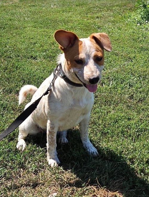 EUNICE - Beagle / Basset Hound available for adoption