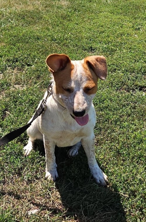 EUNICE - Beagle / Basset Hound available for adoption