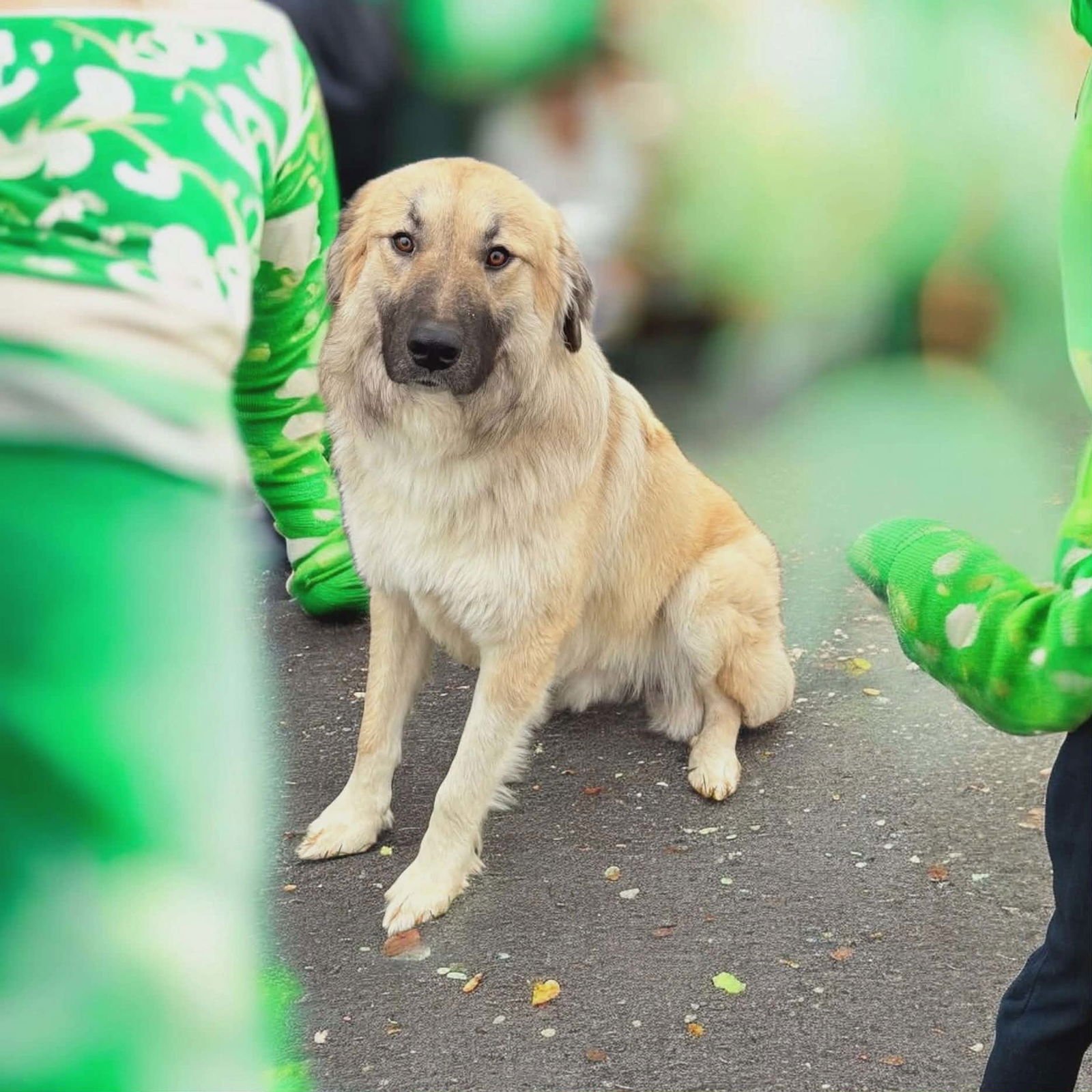 BRIAN - Great Pyrenees / German Shepherd Dog available for adoption