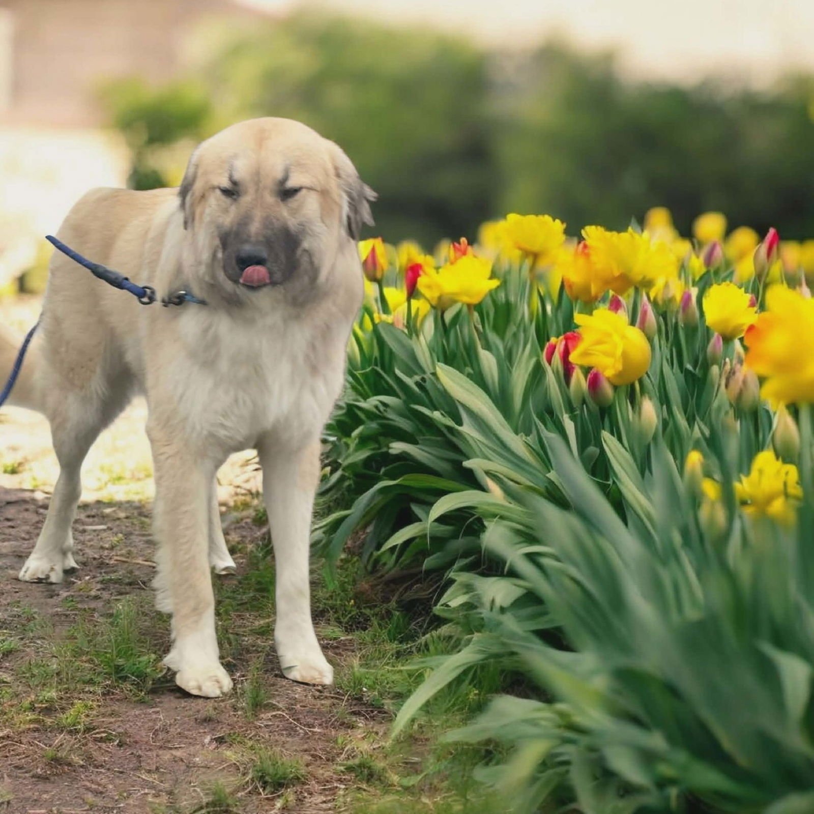 BRIAN - Great Pyrenees / German Shepherd Dog available for adoption