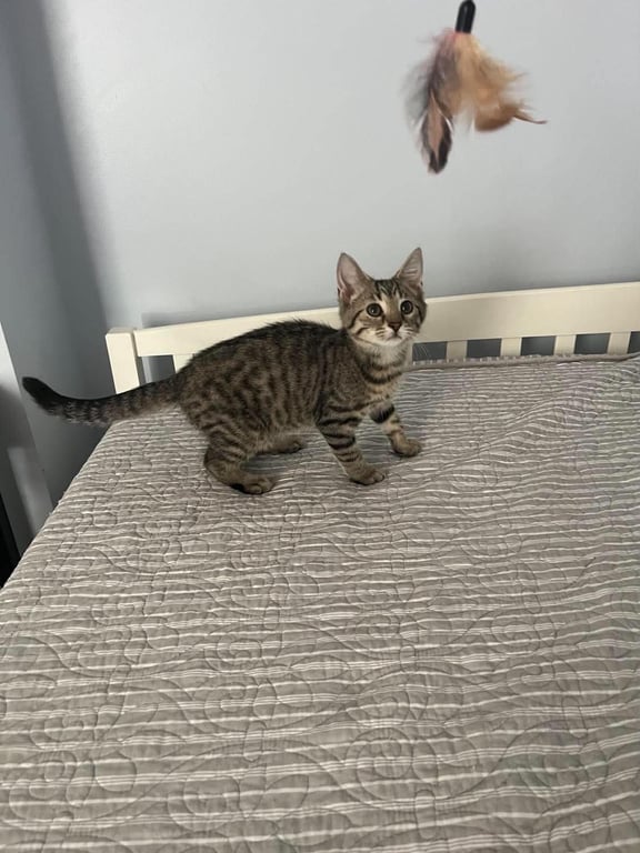 Taco (Kitty) Image