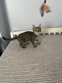 Taco (Kitty) - Photo 1