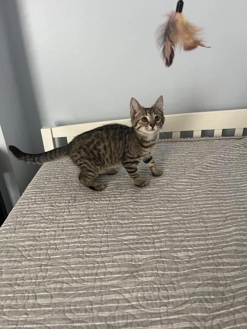 TACO (KITTY) - Domestic Short Hair available for adoption