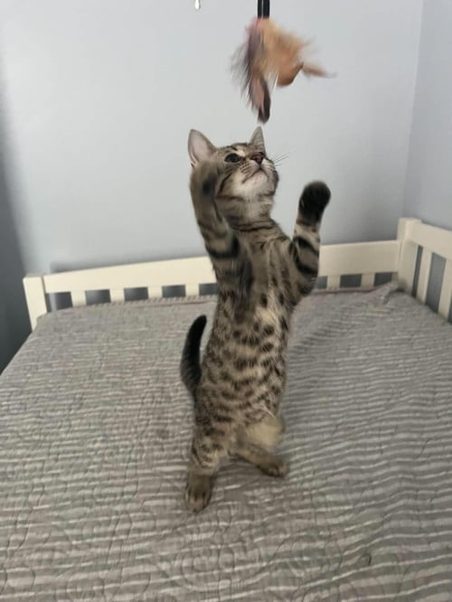 TACO (KITTY) - Domestic Short Hair available for adoption