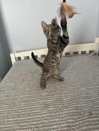 Taco (Kitty) - Photo 3