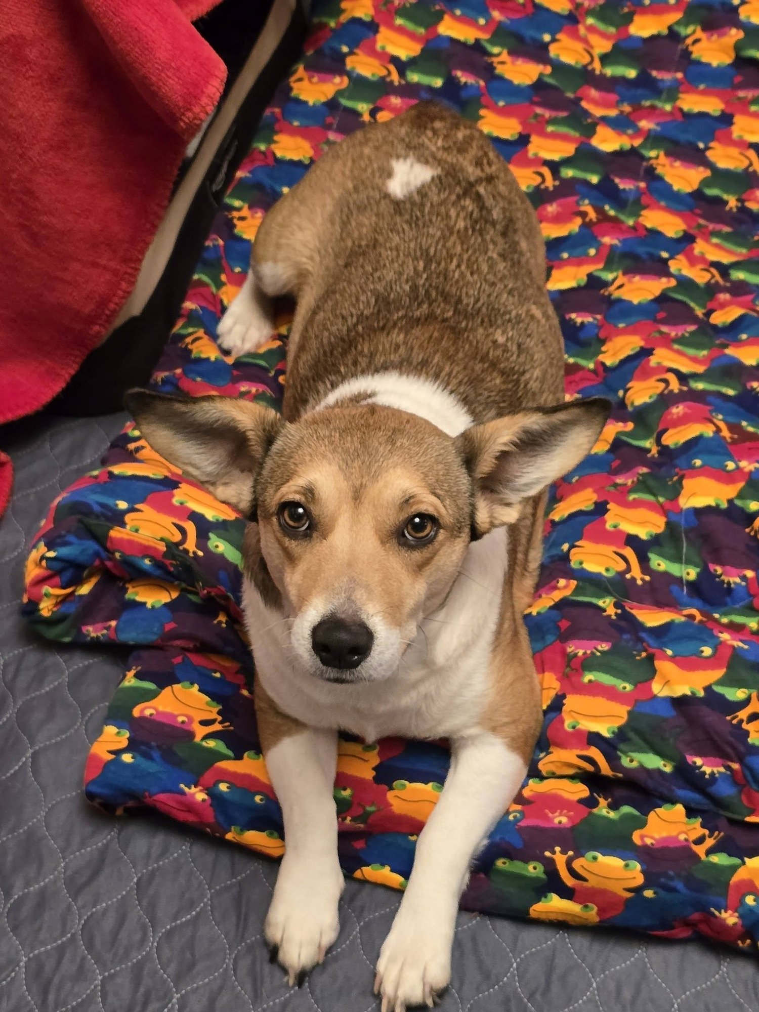 PIPPIN - Corgi available for adoption