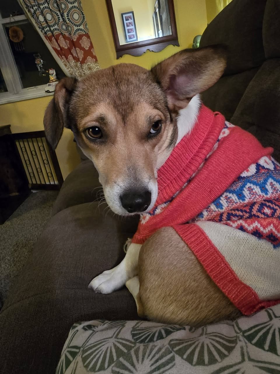 PIPPIN - Corgi available for adoption