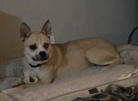 Marley - Photo 6