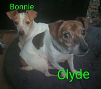 Bonnie & Clyde (Bonded Pair) - Photo 1