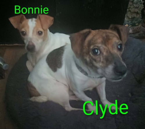 BONNIE & CLYDE (BONDED PAIR) - Jack Russell Terrier available for adoption
