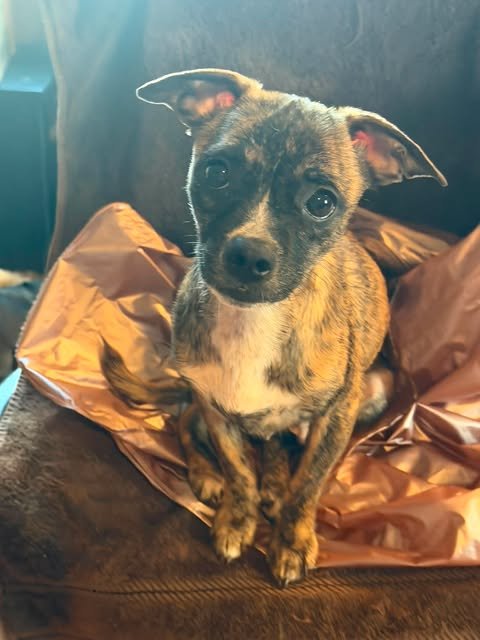 SADIE - Chihuahua available for adoption