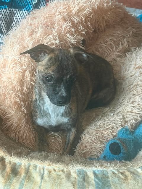 SADIE - Chihuahua available for adoption