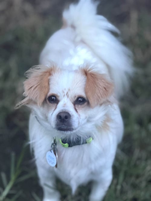 OZZY - Chihuahua available for adoption
