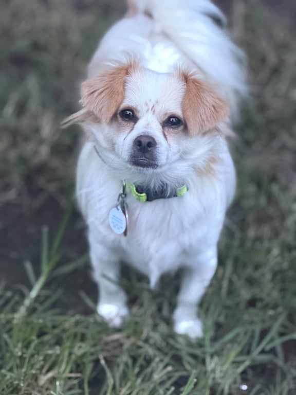 Ozzy Image