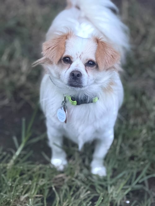 OZZY - Chihuahua available for adoption