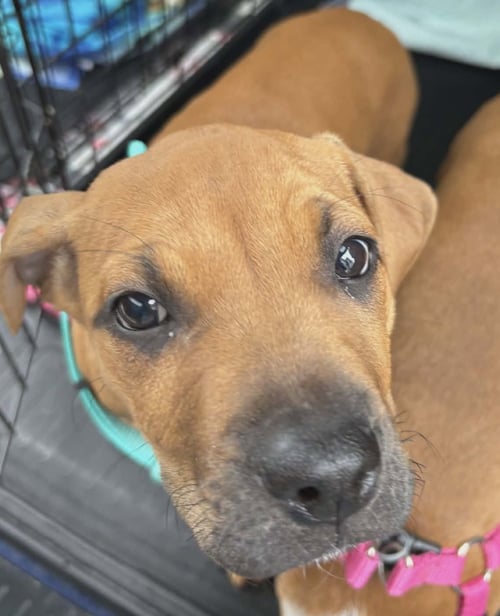 CHURRO - Beagle / Bulldog available for adoption