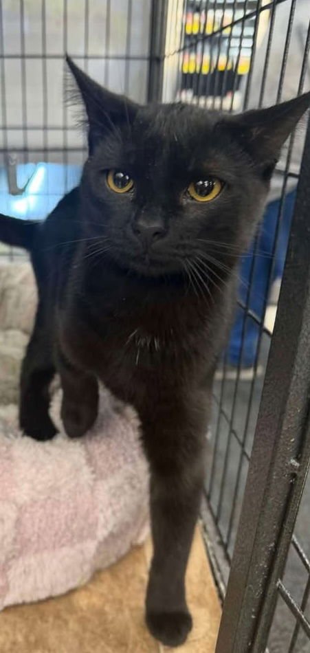 MAMBA (KITTY) - Domestic Short Hair available for adoption