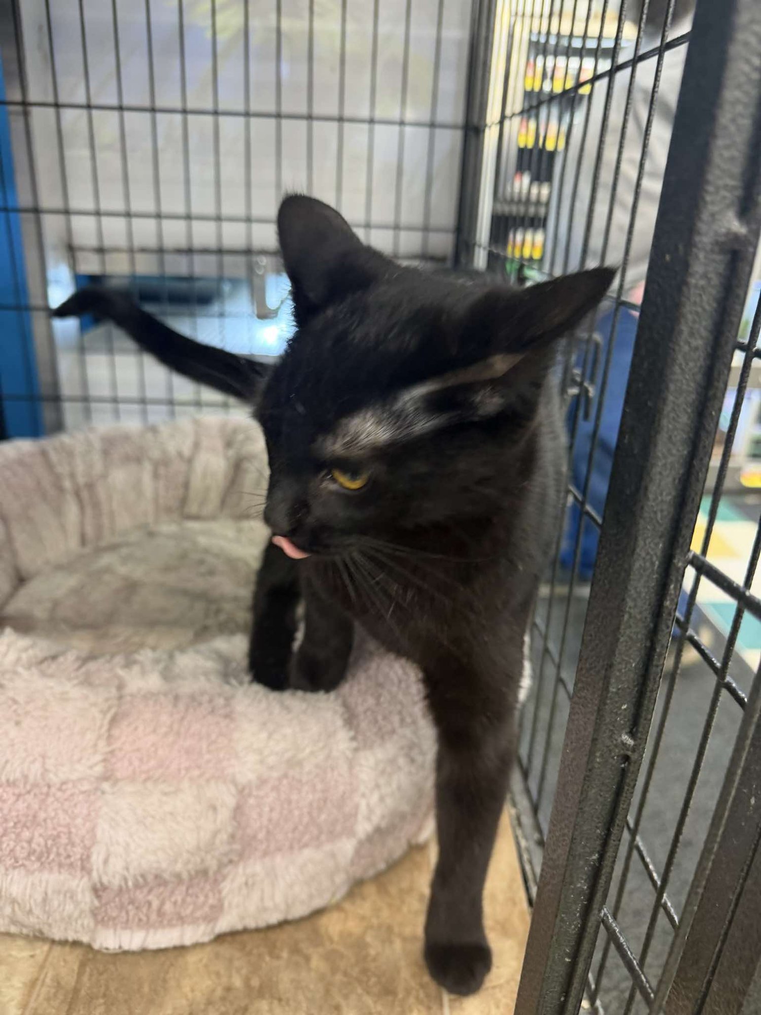 MAMBA (KITTY) - Domestic Short Hair available for adoption