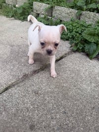 Vintage Reds Pups - Rose - Photo 1