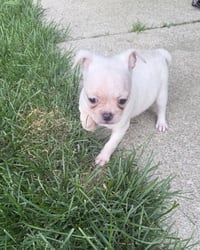 Vintage Reds Pups - Rose - Photo 2